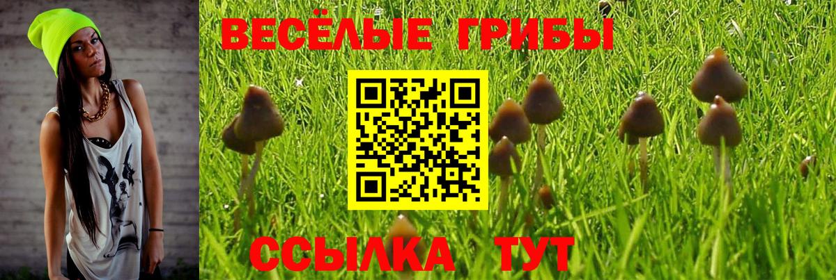 Галлюциногенные грибы Psilocybine cubensis Амурск